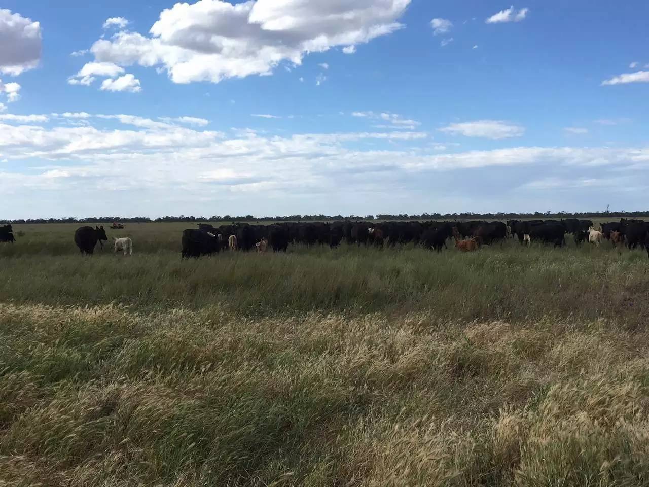 【金融圈线下互动】当金融科技遇上澳洲农场主……